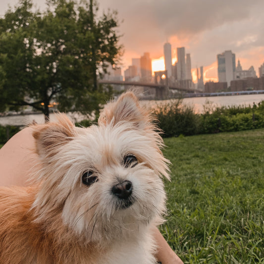 5 NYC Dog Businesses You Need to Try