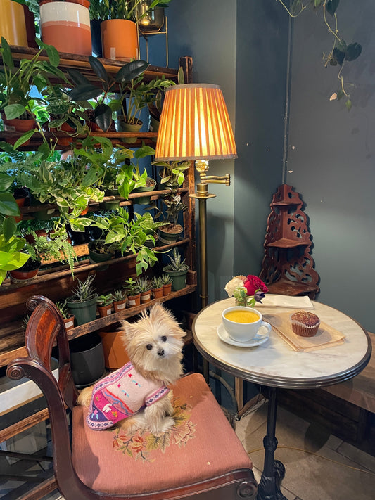 The 10 Best Dog-Friendly Coffee Shops in Lower Manhattan