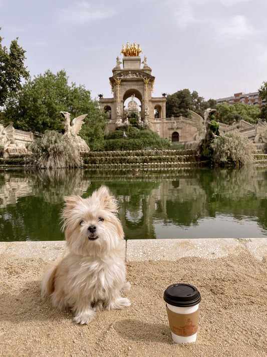 Tips for Traveling to Europe from the USA with Your Dog