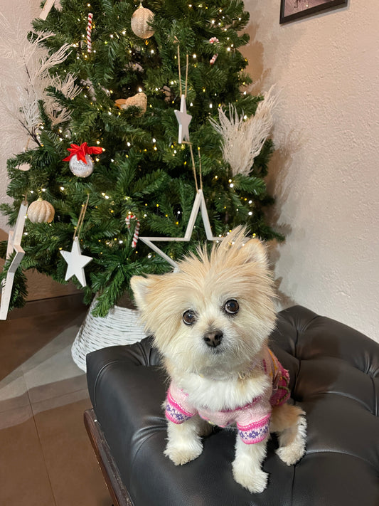 The Ultimate Dog Holiday Shopping Guide