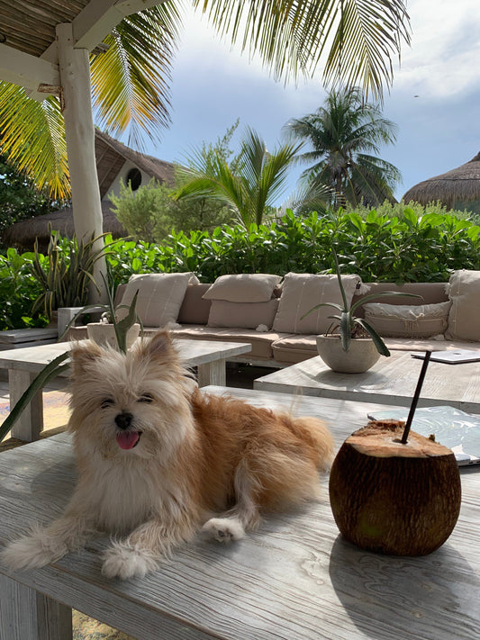 The Easiest (And Hardest!) Countries To Travel To With Your Small Dog From The USA