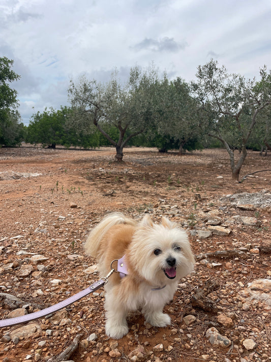 Wellness Tips To Keep Small Dogs Healthy & Happy