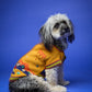 The Mia Sweater in Mustard